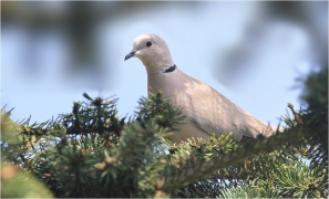 <p>HRDLIČKA ZAHRADNÍ (Streptopelia decaocto) Varnsdorf</p>